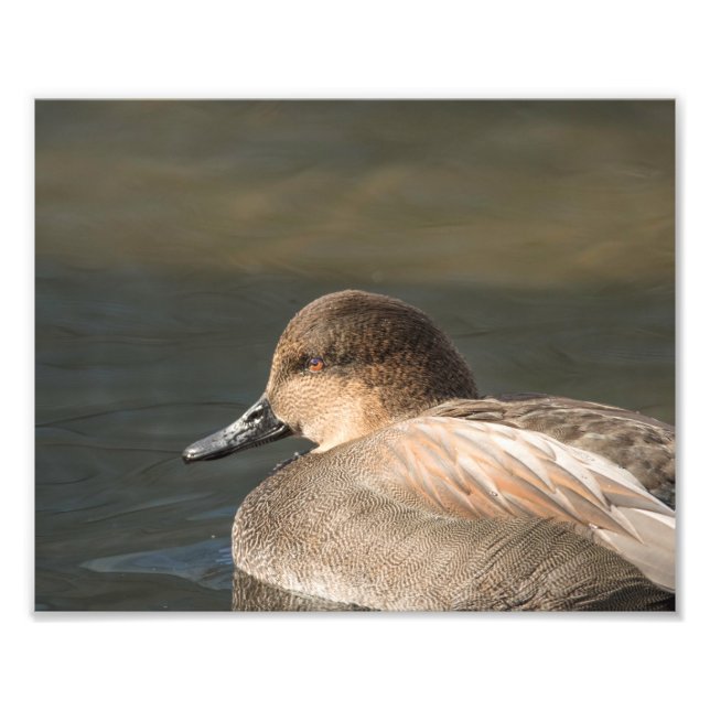 Skriva ut med Dabbling-fotofil för Anka i Gadwall Fototryck (Framsidan)