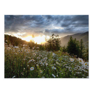 SKRIVAR UT ~ "en daisysolnedgång ", Fototryck