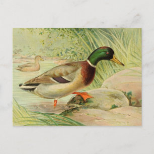 Skrivarkort för Vintage på Mallard Anka Vykort