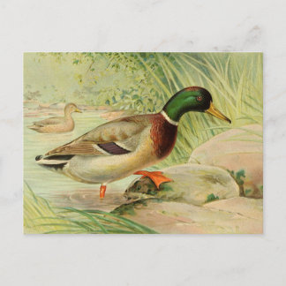 Skrivarkort för Vintage på Mallard Anka Vykort