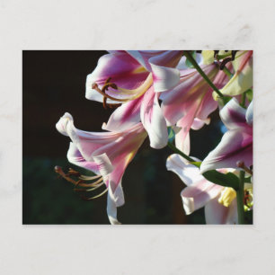 Skrivbara vykort Rosa Vita Lilja Blommor Trädgård