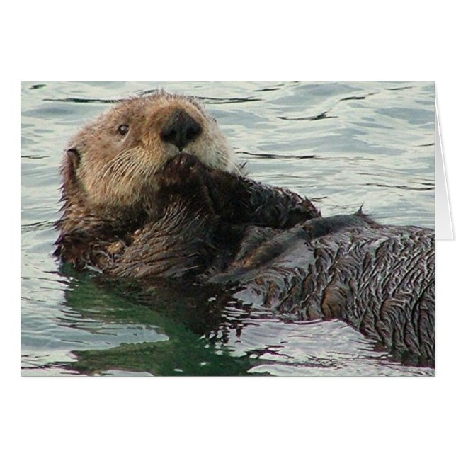 skrivelse 116c hälsningskort (Framsidan Horizontal)