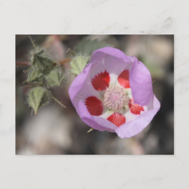 Skrivkort för fem dekorportar vykort (Framsida)