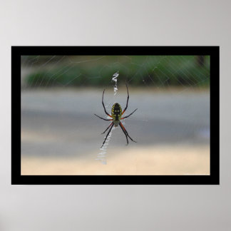 Skrivspider (Argiope Aurantia) Poster