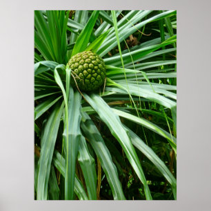 Skruva-gräs eller Hala frukt Poster