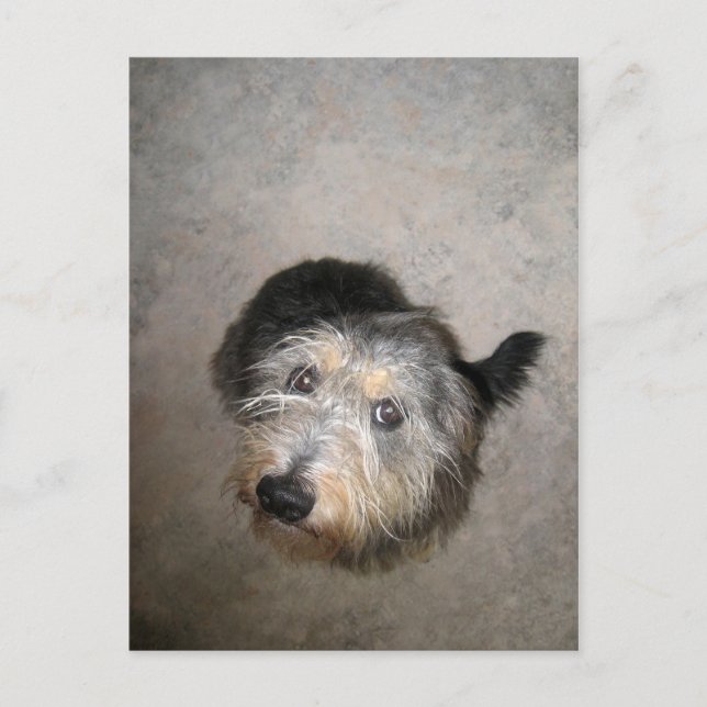 Skry söt hund vykort (Framsida)