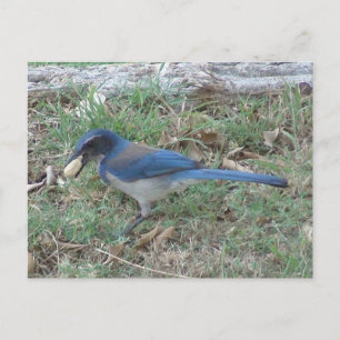 Skryssb Jay Finds a Peanut Vykort