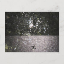 Skugga av Orb Weaver - Spider Photo