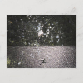 Skugga av Orb Weaver - Spider Photo Vykort