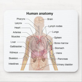 Skugga diagrammet av människaanatomin musmatta