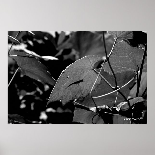 Skugga för gräshoppskugga poster (Framsidan)