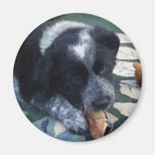 Skugga Magnet