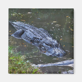 Skugga på grunt vatten magnet