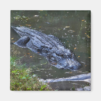 Skugga på grunt vatten magnet