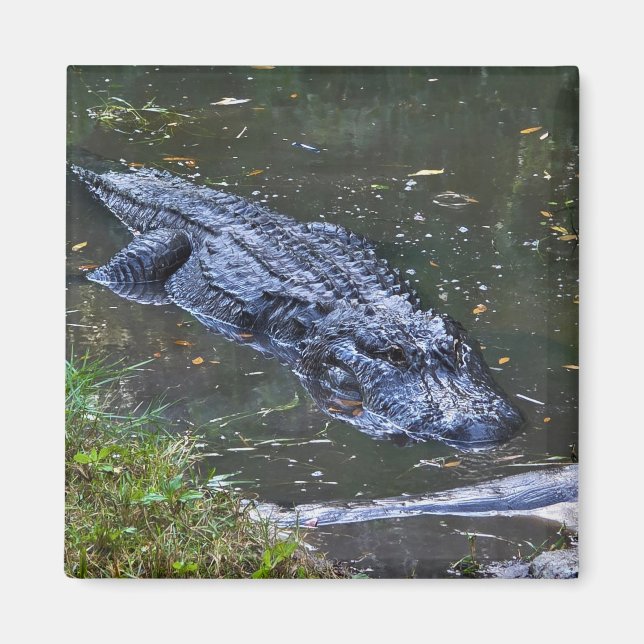 Skugga på grunt vatten magnet (Framsidan)