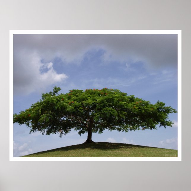 skugga poster (Framsidan)