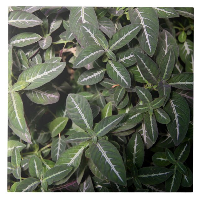 Skugga sammetväxten belägga med tegel kakelplatta (Framsidan)