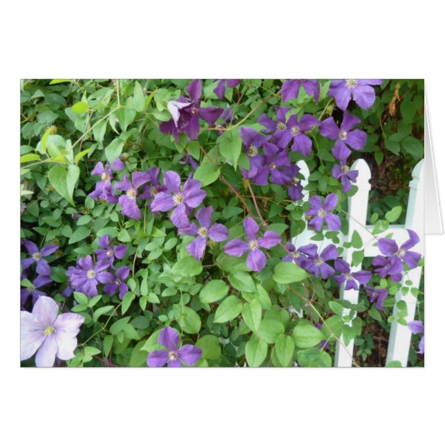 Skugga vinen OBS kort (Framsidan Horizontal)