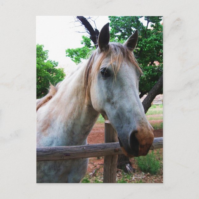 Skugga Vykort (Framsida)