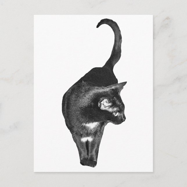 Skuggad katt jublar vykort (Framsida)