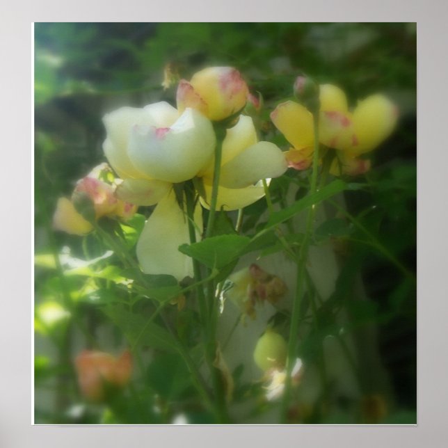 Skuggad Poster (Framsidan)