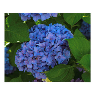 Skuggar av blått - blåttvanlig hortensia fototryck