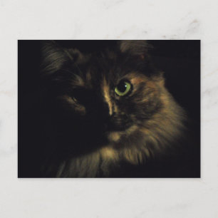 Skuggkatt Konstfotografering Gröna Ögon Kattunge Vykort