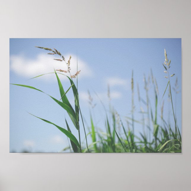 Skuggnaturen Blå himmel Fält Poster (Framsidan)