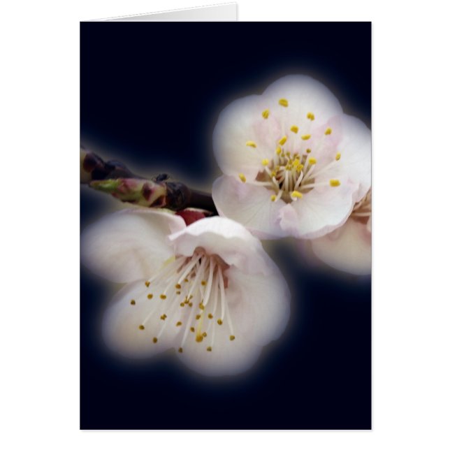 skuggning i månljus hälsningskort (Framsidan)