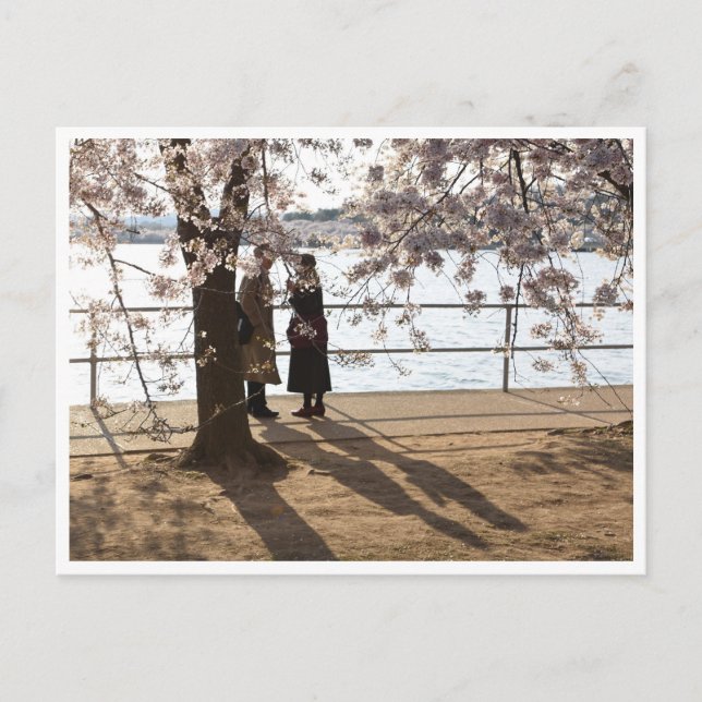 "Skuggor under körsbär träd" vykort (Framsida)