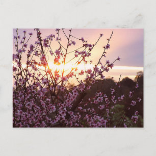 Skuldkort för Blommar Vykort