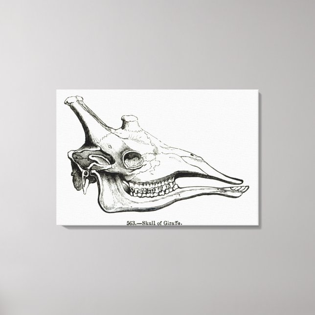 Skull av Giraffe Canvastryck (Framsida)