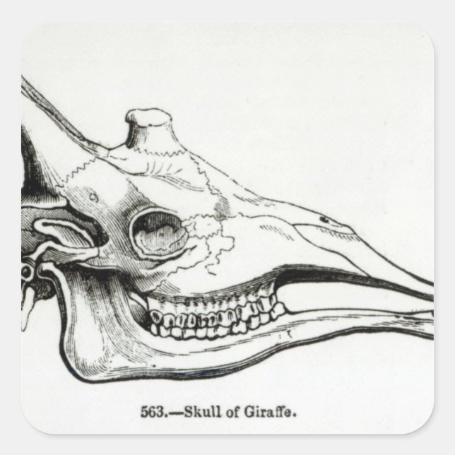 Skull av Giraffe Fyrkantigt Klistermärke (Framsida)