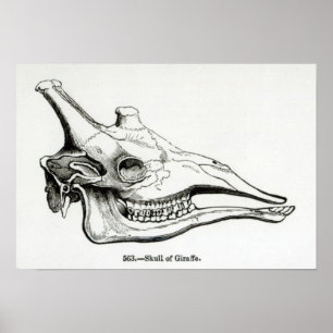 Skull av Giraffe Poster
