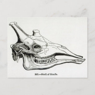 Skull av Giraffe Vykort