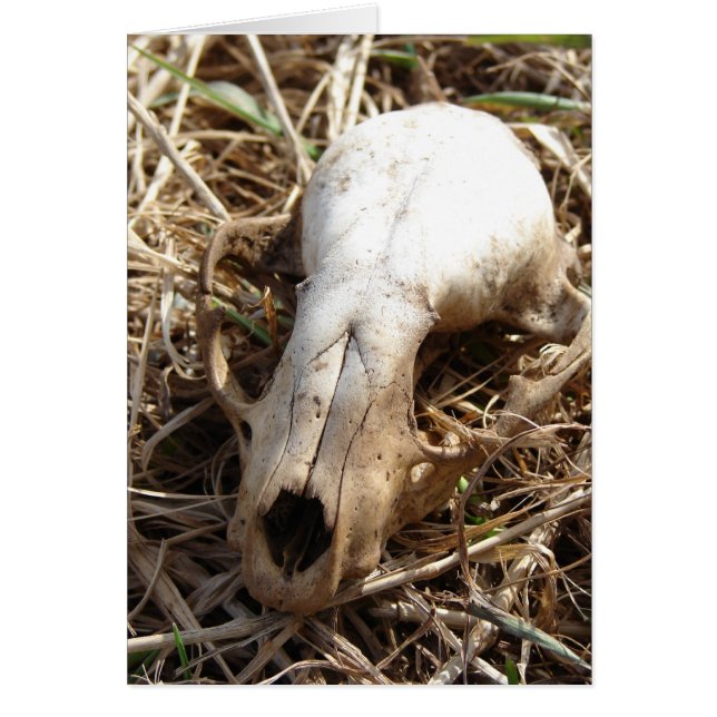 Skull Hälsningskort (Framsidan)