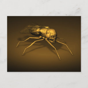Skull-Insekt Vykort