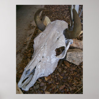 Skull Poster