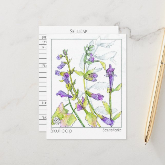Skullcap Herb Materia Medica Cards Herbal Study Vykort (Fram/Back In Situ)