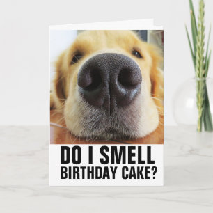 SKULLE JAG FÅ BIRTHDAY CAKE? FUNNY CLOSEUP HUND CA KORT
