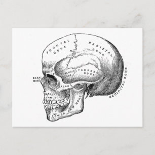 Skullens anatomi vykort