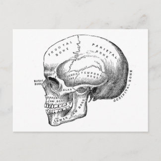 Skullens anatomi vykort