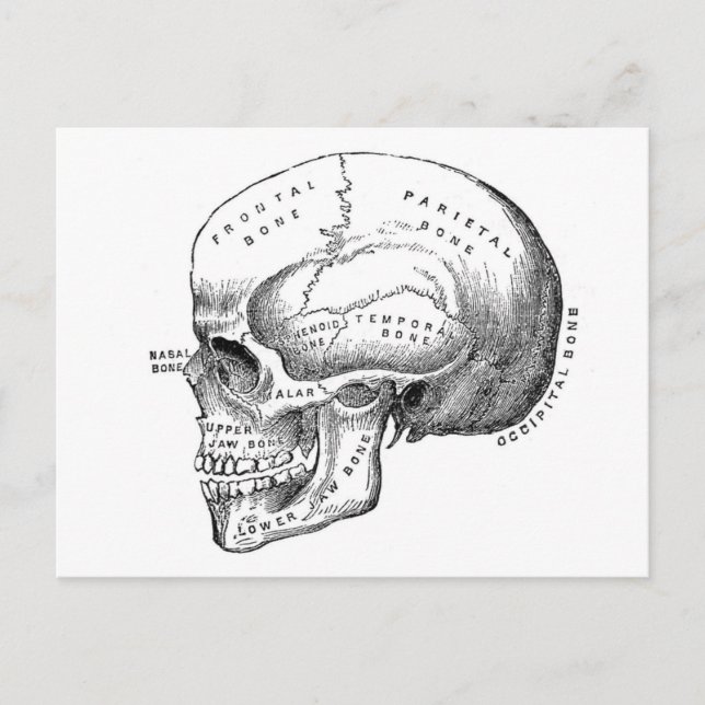 Skullens anatomi vykort (Framsida)
