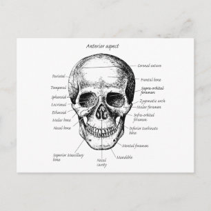 Skullinformation Ansikte Vykort