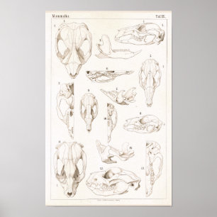 Skulls of Mammals Veterinary Anatomy Print Poster