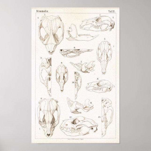 Skulls of Mammals Veterinary Anatomy Print Poster (Framsidan)