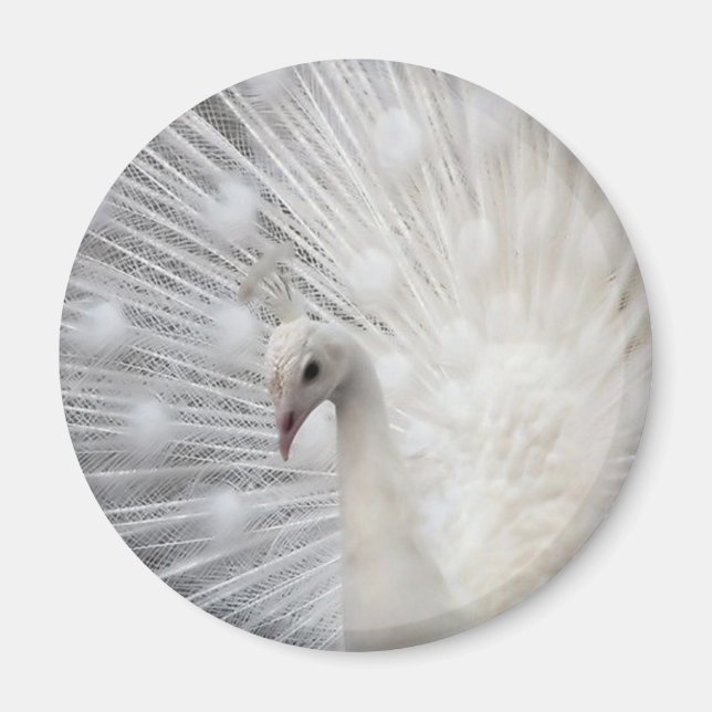 Skully Top Roligt Magnet (Framsidan)