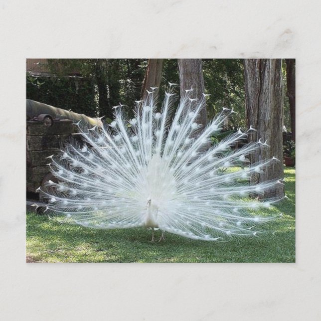 Skully Top Roligt Vykort (Framsida)