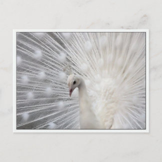 Skully Top Roligt Vykort