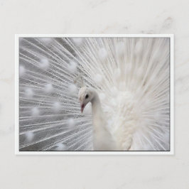 Skully Top Roligt Vykort